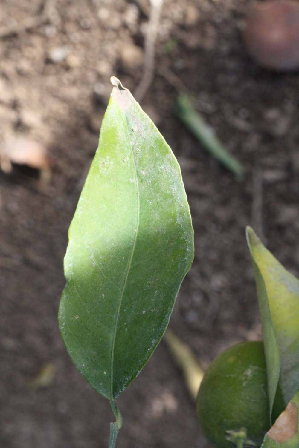              Unifoliolate leaf (Riverside, CA)       